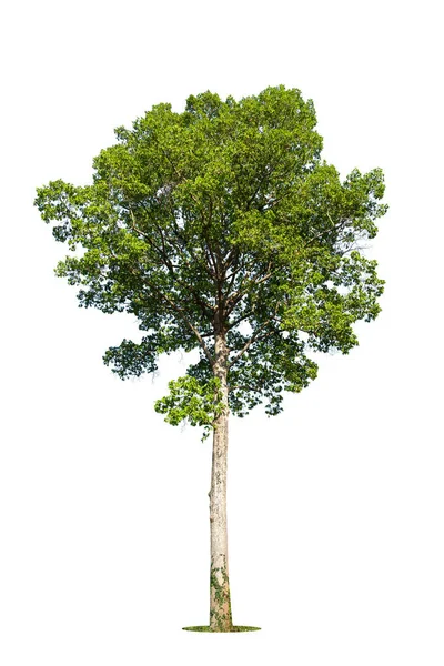 Bomen Geïsoleerd Witte Achtergrond Tropische Bomen Geïsoleerd Voor Ontwerp Reclame — Stockfoto