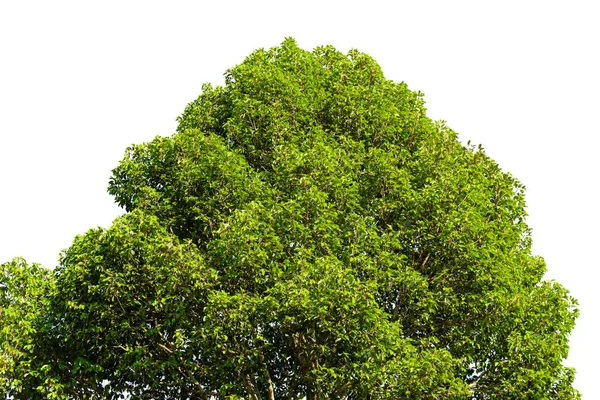 Bomen Bladeren Genomen Vanuit Een Lage Hoek Naar Bovenkant Van — Stockfoto