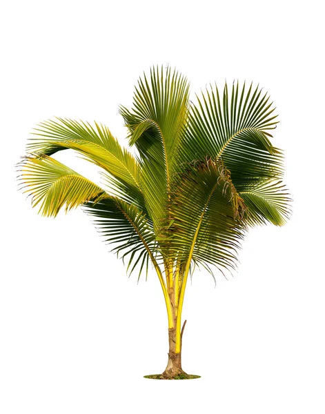 Ung Kokosnöt Träd Kokosnöt Palm Fröplanta Isolat Vit Bakgrund — Stockfoto