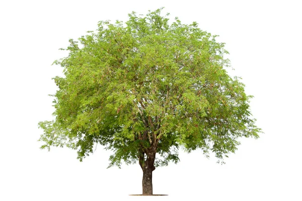 Árbol Verde Aislado Sobre Fondo Blanco Árboles Aislados Sobre Fondo — Foto de Stock