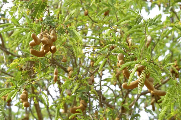 Tamarind Fán Elszigetelt Fehér Háttér — Stock Fotó