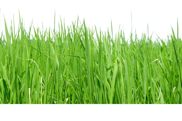 Grönt Gräs Isolerad Vit Bakgrund — Stockfoto
