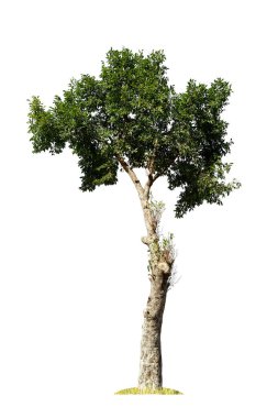 Beyaz zemin üzerinde izole edilmiş yeşil ağaç, beyaz zemin üzerinde izole edilmiş ağaçlar, tasarım, reklam ve mimari için izole edilmiş tropikal ağaçlar..