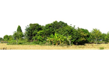 Yüksek çözünürlüklü ağaç hattının görüntüsü beyaz arkaplanda izole edilmiş