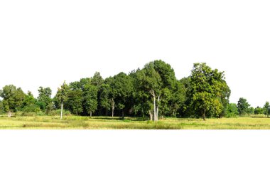 Beyaz arkaplanda izole edilmiş ağaç grubu, mimari tasarım için uygun.