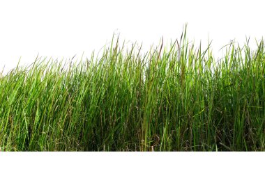 Beyaz arkaplanda yeşil çimen izole.