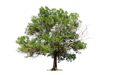 Beyaz zemin üzerinde izole edilmiş yeşil ağaç, beyaz zemin üzerinde izole edilmiş ağaçlar, tasarım, reklam ve mimari için izole edilmiş tropikal ağaçlar..