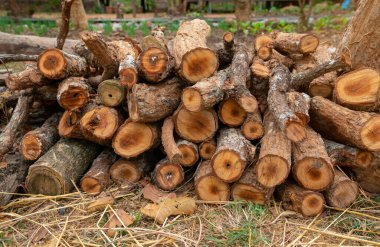 Evi ısıtmak için hazırlanmış odun yığını, kışın ısınmak için toplanmış odun yığını, yığılmış odun yığını ve kış için hazırlanmış odun yığını..