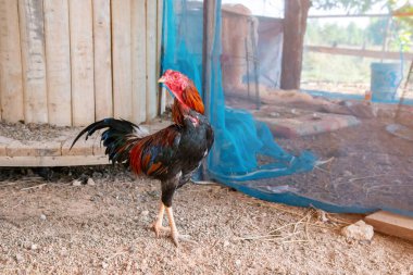 Dövüş horozu, dövüş horozu, Tayland, yeşil çimlerde horoz dövüşü.