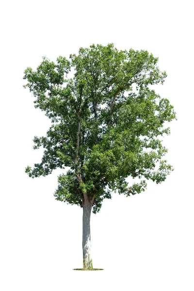 Bomen Geïsoleerd Witte Achtergrond Tropische Bomen Geïsoleerd Voor Ontwerp Reclame — Stockfoto