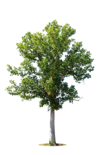 Bomen Geïsoleerd Witte Achtergrond Tropische Bomen Geïsoleerd Voor Ontwerp Reclame — Stockfoto