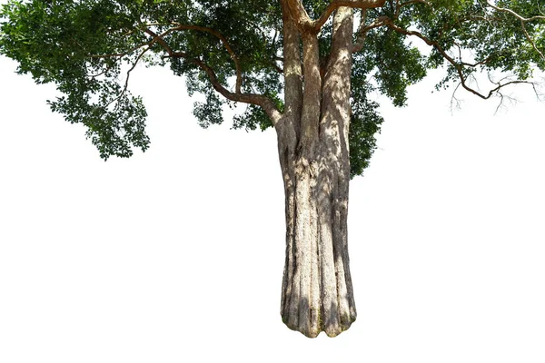 Imagem Base Uma Árvore Sobre Fundo Branco — Fotografia de Stock