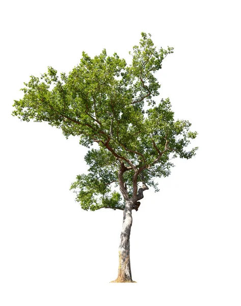 Árbol Verde Aislado Sobre Fondo Blanco Árboles Aislados Sobre Fondo — Foto de Stock