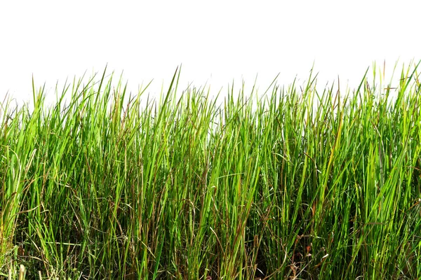 Grünes Gras Isoliert Auf Weißem Hintergrund — Stockfoto