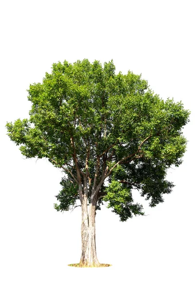 Pohon Hijau Terisolasi Pada Latar Belakang Putih Pohon Terisolasi Pada — Stok Foto