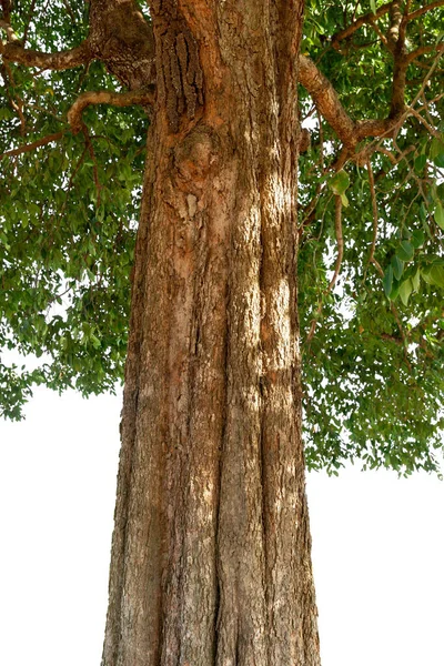 Imagem Base Uma Árvore Sobre Fundo Branco — Fotografia de Stock