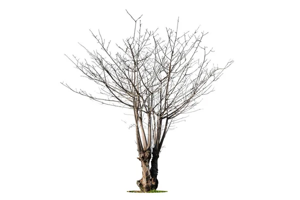 Árvore Morta Isolada Fundo Branco — Fotografia de Stock