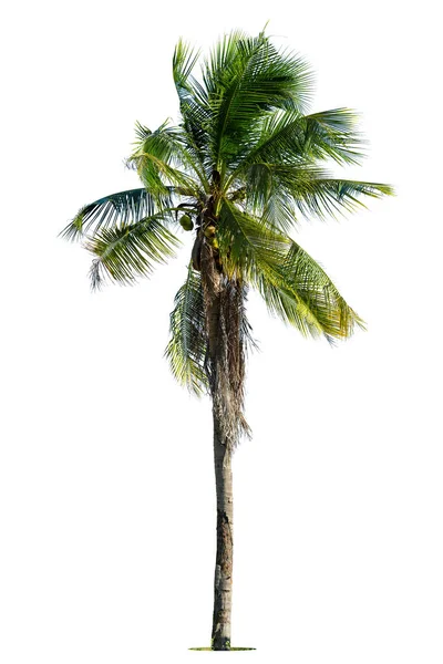 Rada Upp Kokosnötsträd Isolerad Vit Bakgrund — Stockfoto