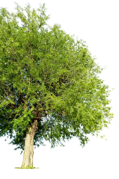 Zielone Liście Gałęzie Drzew Odizolowane Białym Tle — Zdjęcie stockowe