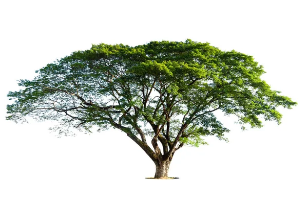 Большое Дерево Парке Летом Изолированная Липа — стоковое фото