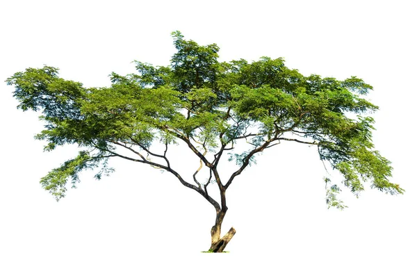 Trees Isolated White Background Tropical Trees Isolated Used Design Advertising — Stock Photo, Image