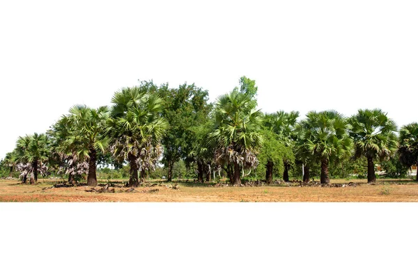 California Hayran Palmiyesi Etek Palmiyesi Grubu Beyaz Arka Planda Izole — Stok fotoğraf