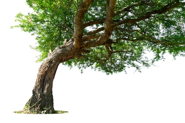 Eine Flache Aufnahme Eines Baumes Mit Grünen Blättern Unter Isoliertem — Stockfoto