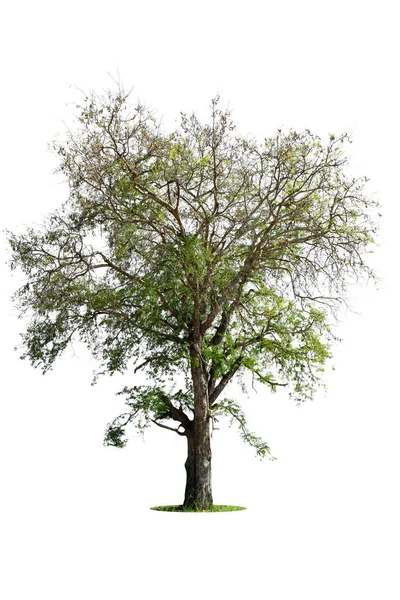 Geïsoleerde Groene Boom Witte Achtergrond Bomen Geïsoleerd Witte Achtergrond Tropische — Stockfoto