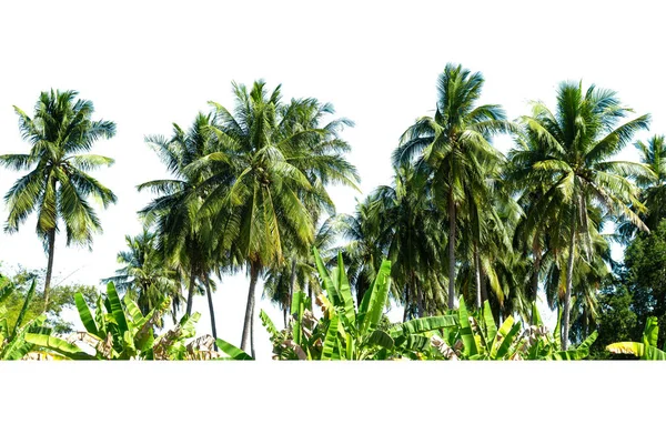 Line Van Kokosnoot Boom Geïsoleerd Witte Achtergrond — Stockfoto