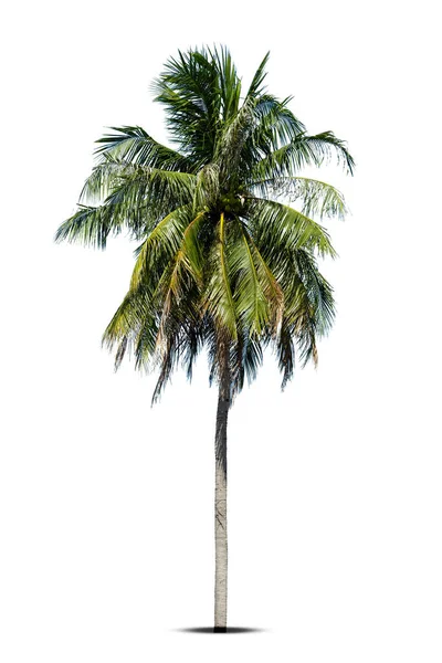 Palmera Coco Aislada Sobre Fondo Blanco Palmera Contra Fondo Blanco — Foto de Stock