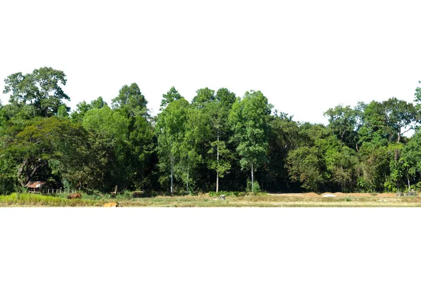 Вид Дерево Высокой Четкости Изолированное Белом Фоне — стоковое фото