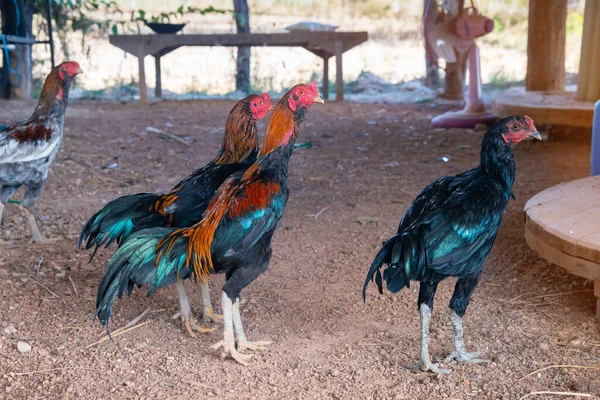 Gamecock Fiut Walki Tajlandia Gamecock Zielonej Trawie — Zdjęcie stockowe