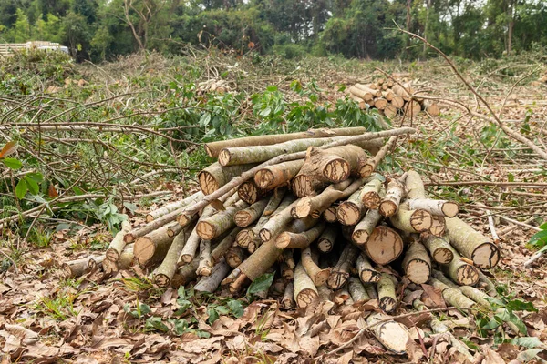 Logs Árvore Borracha Árvore Borracha Crua Para Borracha Árvore Corte — Fotografia de Stock