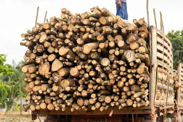 Para Borracha Árvore Corte Indústria Madeireira Com Caminhão Floresta — Fotografia de Stock