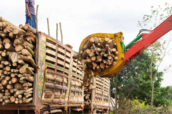Para Caucho Industria Maderera Cortada Árbol Con Camión Bosque — Foto de Stock