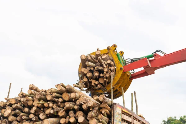 Para Borracha Árvore Corte Indústria Madeireira Com Caminhão Floresta — Fotografia de Stock