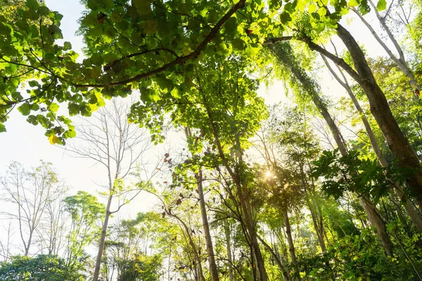 Güneş ışığı yeşil ormanın içinde. Yaz arka plan.