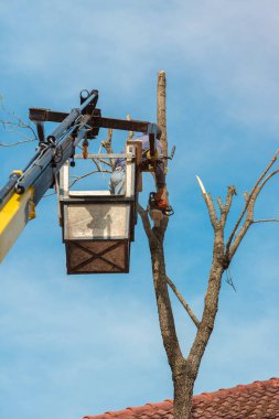 Kamyon kulesinde elektrikli testereyle ağaç kesen bir işçi. Ağaç cerrahı ağaç dallarını kesmek için testere kullanıyor. Ağaççılar ağaç dallarını yükseklikten keserler. Kuruyan ağaçlar.