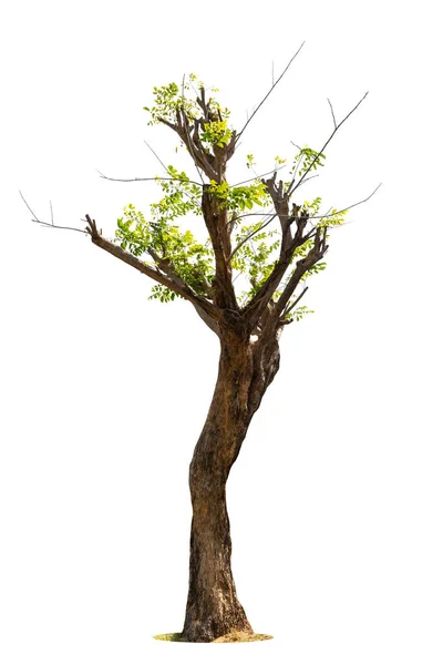 Der Baum Wächst Allein Auf Weißem Grund Blätter Fallen Und — Stockfoto