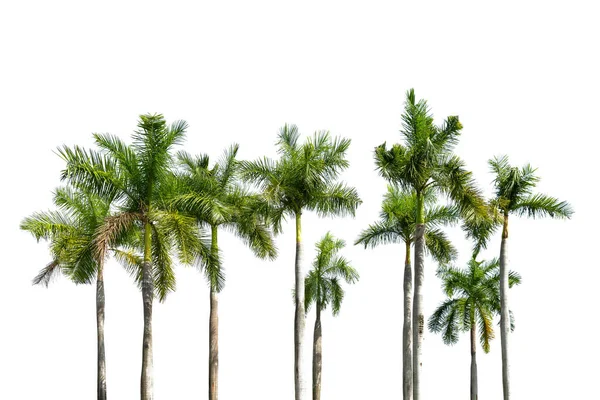 Многие Пальмы Изолированы Деревья Белом Фоне Подходит Использования Архитектурном Дизайне — стоковое фото