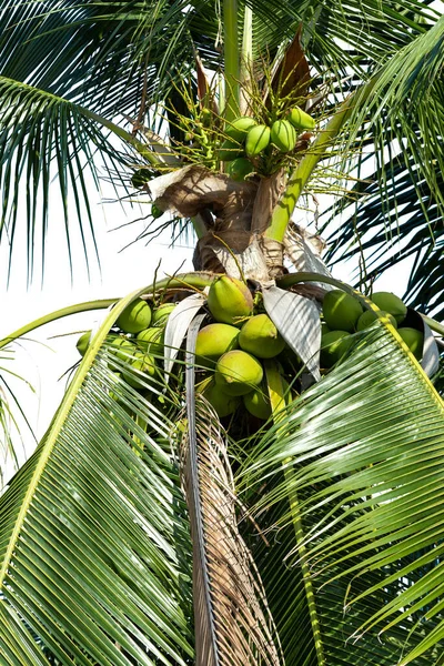 Fruit Noix Coco Vert Qui Trouve Sur Arbre Naturel Isolé — Photo