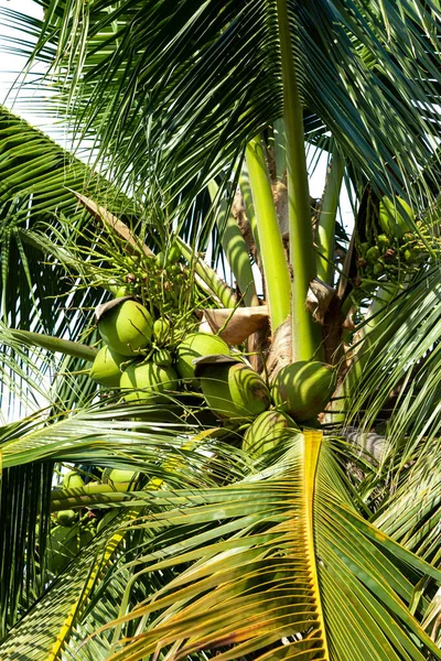 Zöld Kókuszdió Gyümölcs Amely Természetes Elszigetelt Fehér Alapon — Stock Fotó