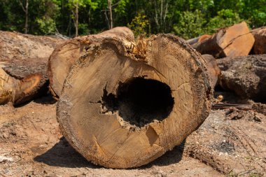 ağaç güdük doku arka delik bir ağaç kesme bir kalp şeklinde.