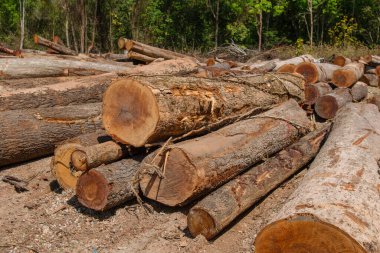 Arkaplan olarak ahşap doğal testere kütükleri, üst görünüm