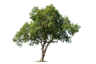 Beyaz arka planda izole edilmiş ağaç perspektifi, tasarım, reklam ve mimari için izole edilmiş tropikal ağaçlar..