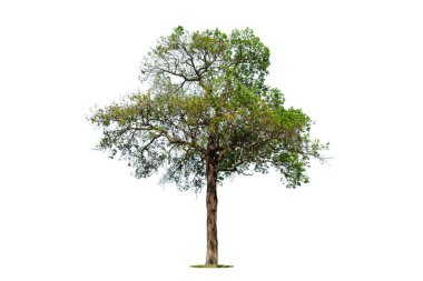 Beyaz zemin üzerinde izole edilmiş yeşil ağaç, beyaz zemin üzerinde izole edilmiş ağaçlar, tasarım, reklam ve mimari için izole edilmiş tropikal ağaçlar..