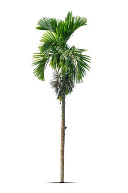 Betel fındık ağaçları ya da Areca fındık palmiyesi ağaçları beyaz arka planda izole edilmiş, kırpma yolları.