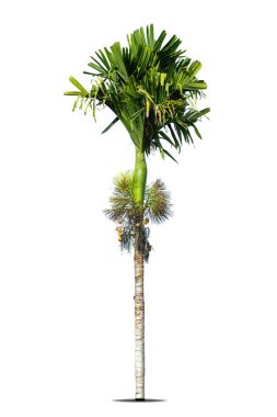 Betel fındık ağaçları ya da Areca fındık palmiyesi ağaçları beyaz arka planda izole edilmiş, kırpma yolları.