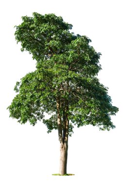 Beyaz zemin üzerinde izole edilmiş yeşil ağaç, beyaz zemin üzerinde izole edilmiş ağaçlar, tasarım, reklam ve mimari için izole edilmiş tropikal ağaçlar..