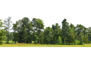 Beyaz, tropikal ağaçlarda izole edilmiş ağaç grubu tasarım, reklam ve mimari için kullanılıyor..